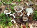 Russula densifolia-amf1627-1